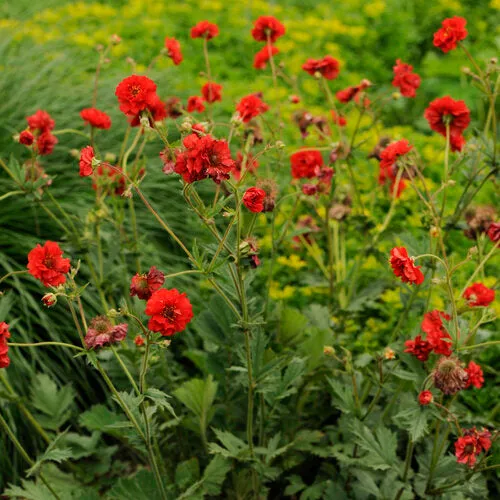 Blazing Sunset Geum