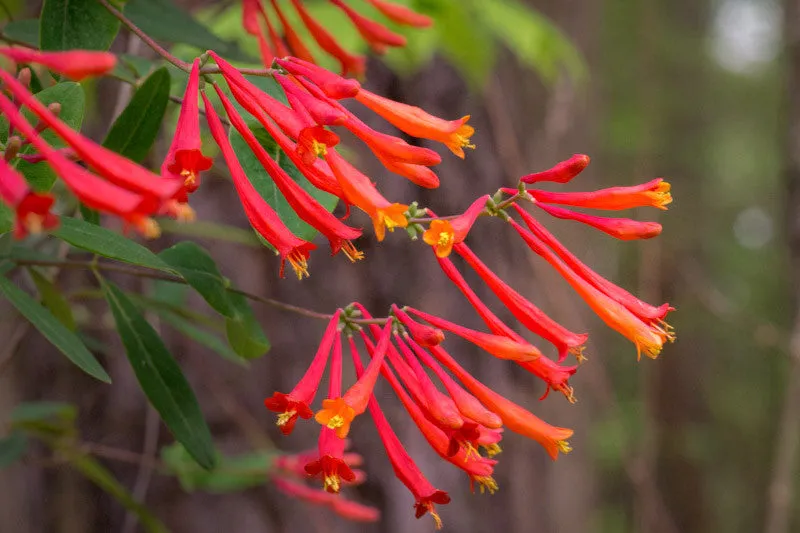 Coral Star Honeysuckle - 2 Gallon (1-1.5ft)