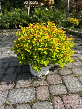 Double Play® Candy Corn® Spirea