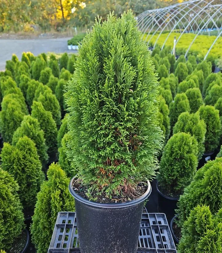 Emerald Petite™ Arborvitae