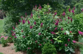 Funky Fuchsia Butterfly Bush